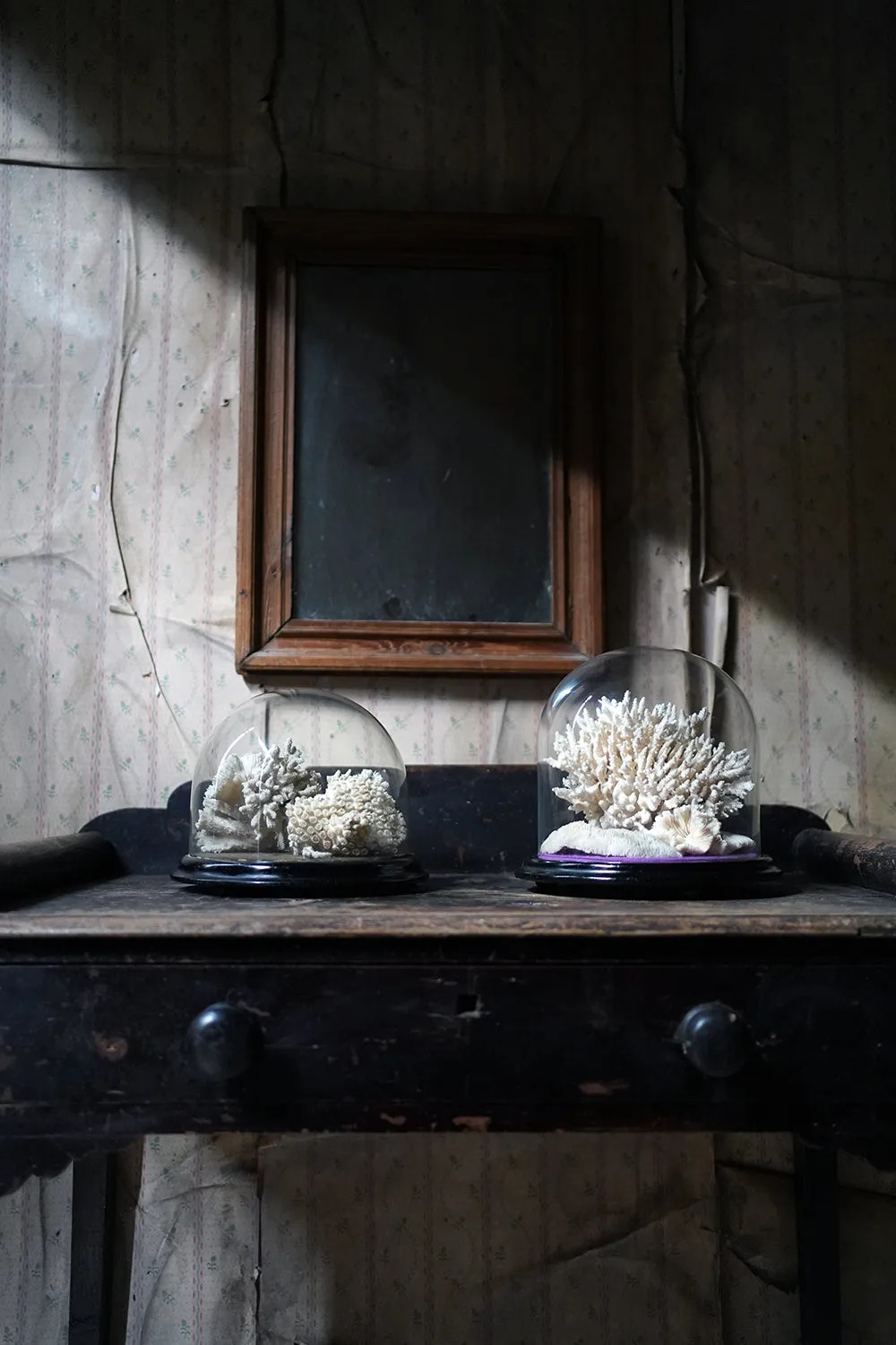 A Good Pair of Dome Cased Preserved Acropora Coral Specimens c.1870