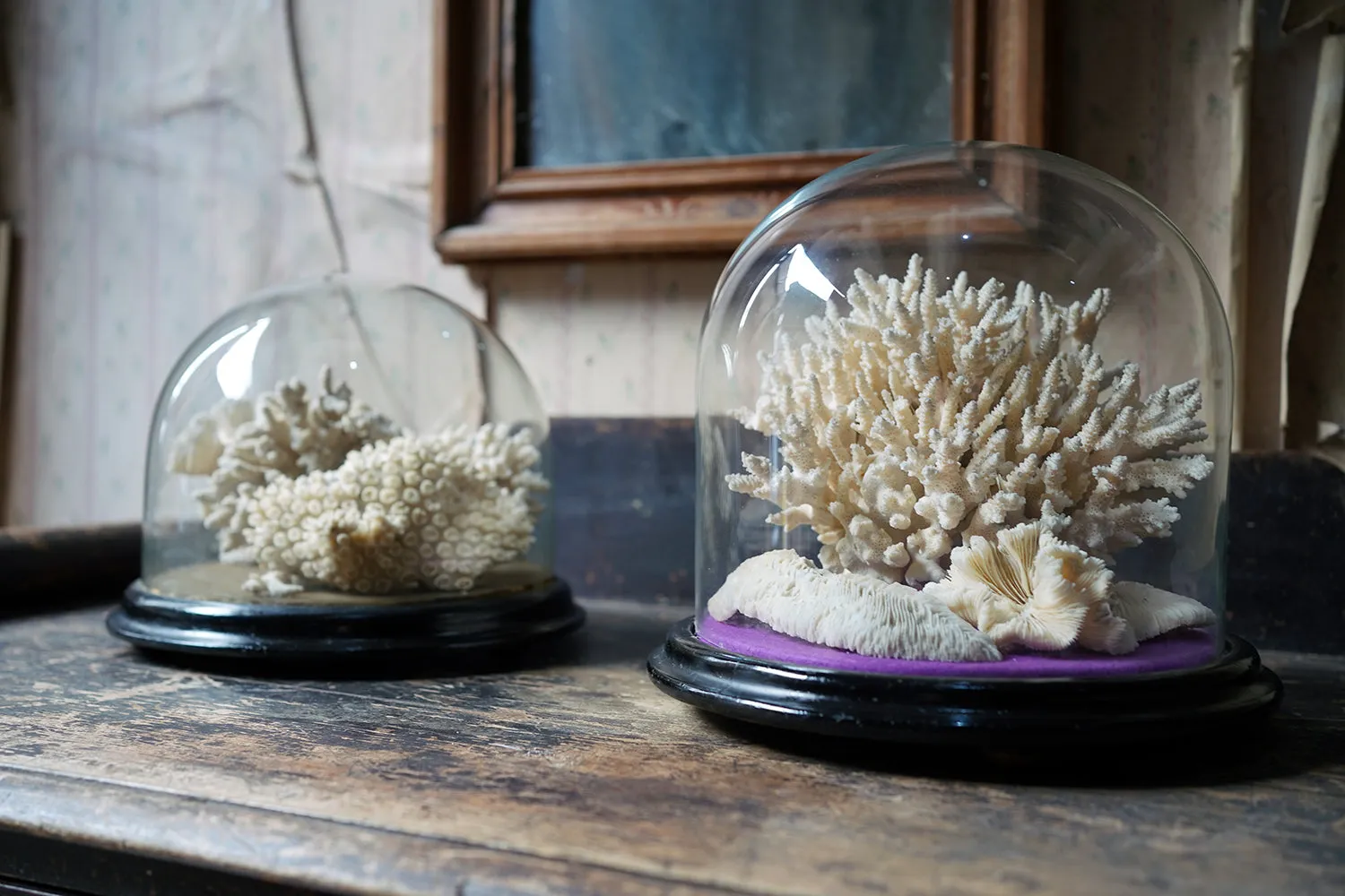 A Good Pair of Dome Cased Preserved Acropora Coral Specimens c.1870