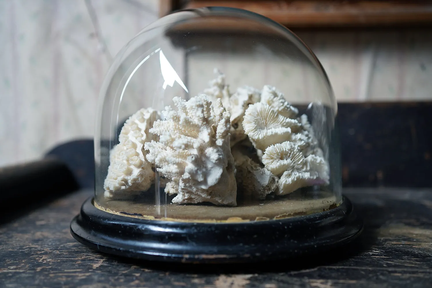 A Good Pair of Dome Cased Preserved Acropora Coral Specimens c.1870