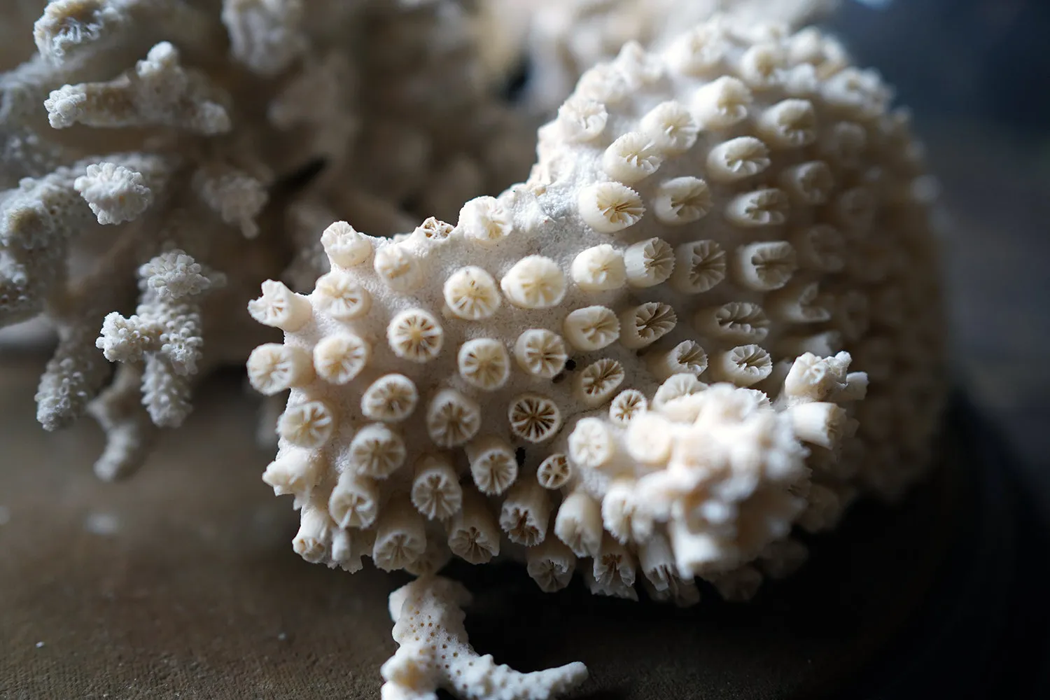 A Good Pair of Dome Cased Preserved Acropora Coral Specimens c.1870