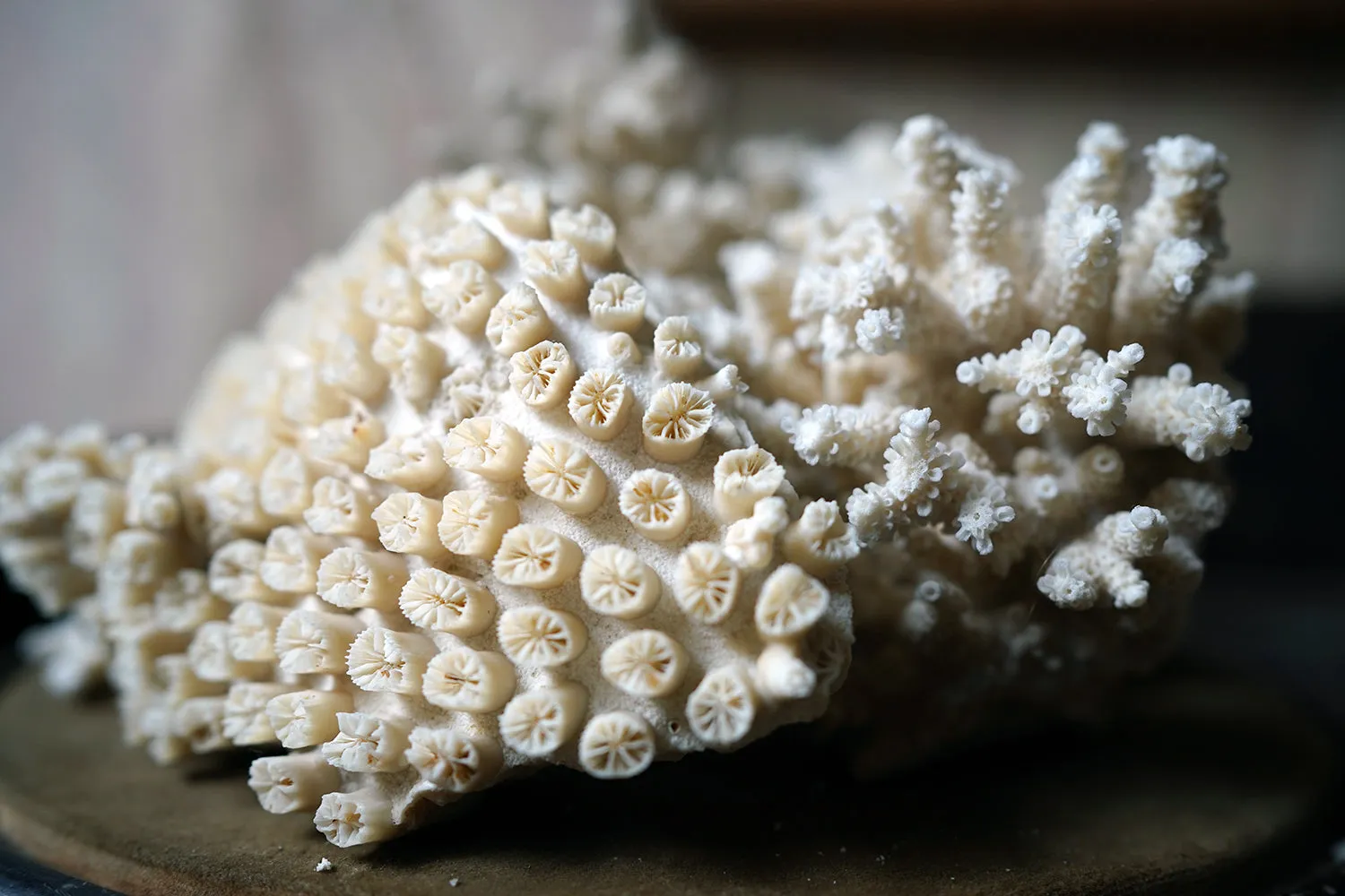 A Good Pair of Dome Cased Preserved Acropora Coral Specimens c.1870