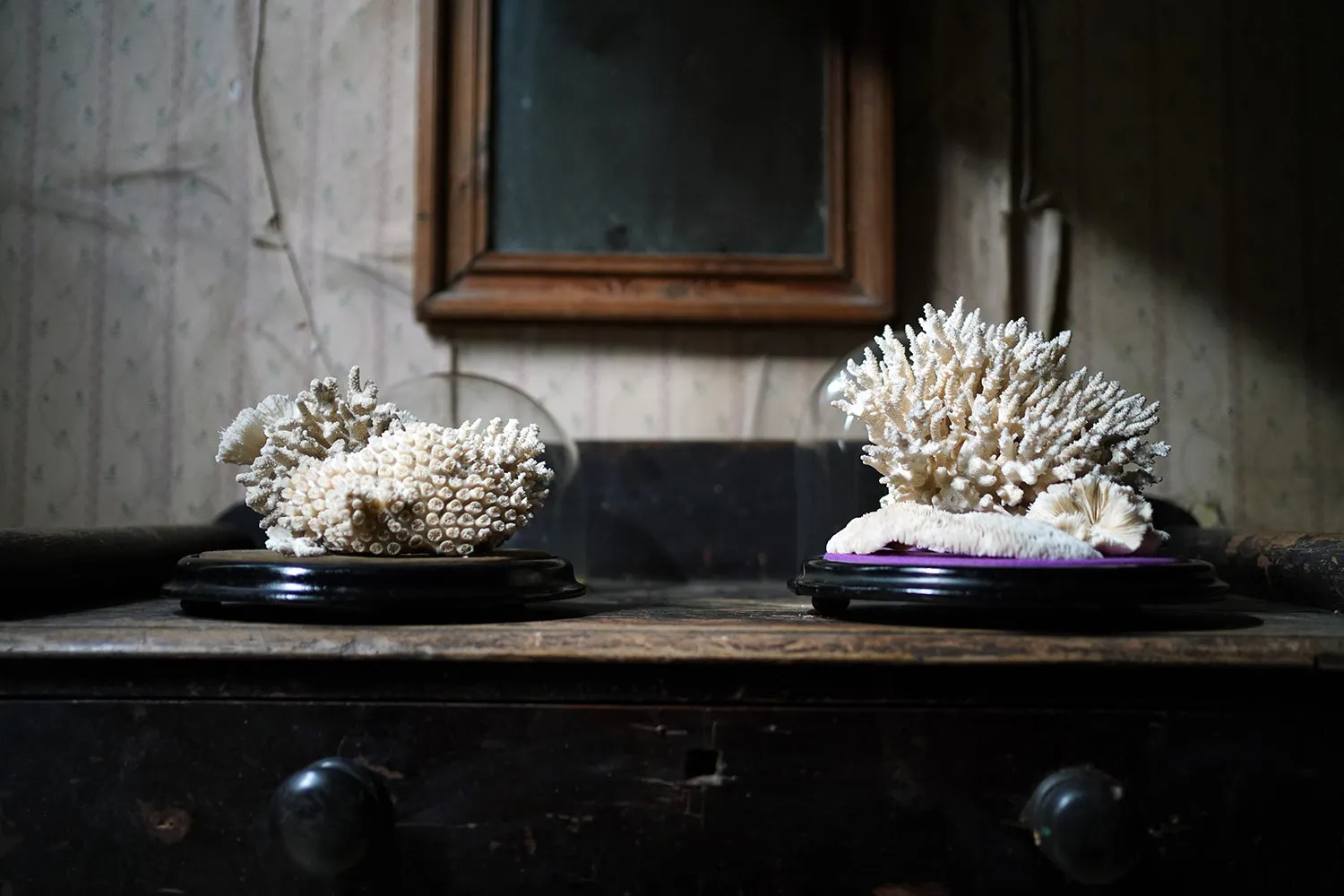 A Good Pair of Dome Cased Preserved Acropora Coral Specimens c.1870