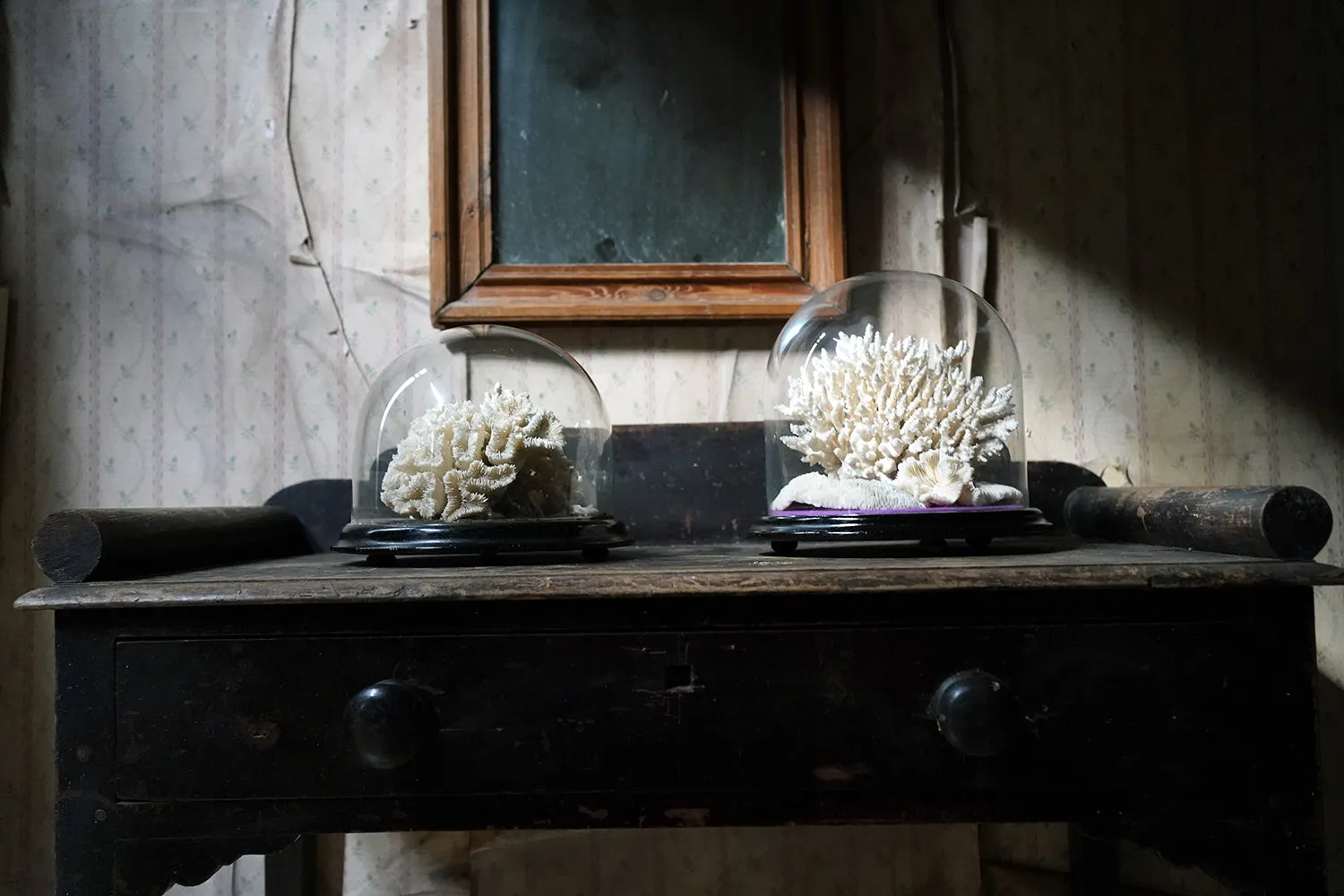 A Good Pair of Dome Cased Preserved Acropora Coral Specimens c.1870
