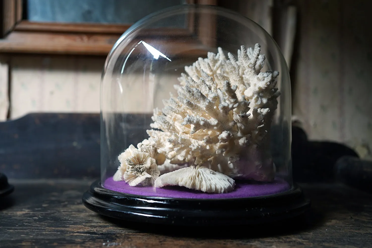 A Good Pair of Dome Cased Preserved Acropora Coral Specimens c.1870