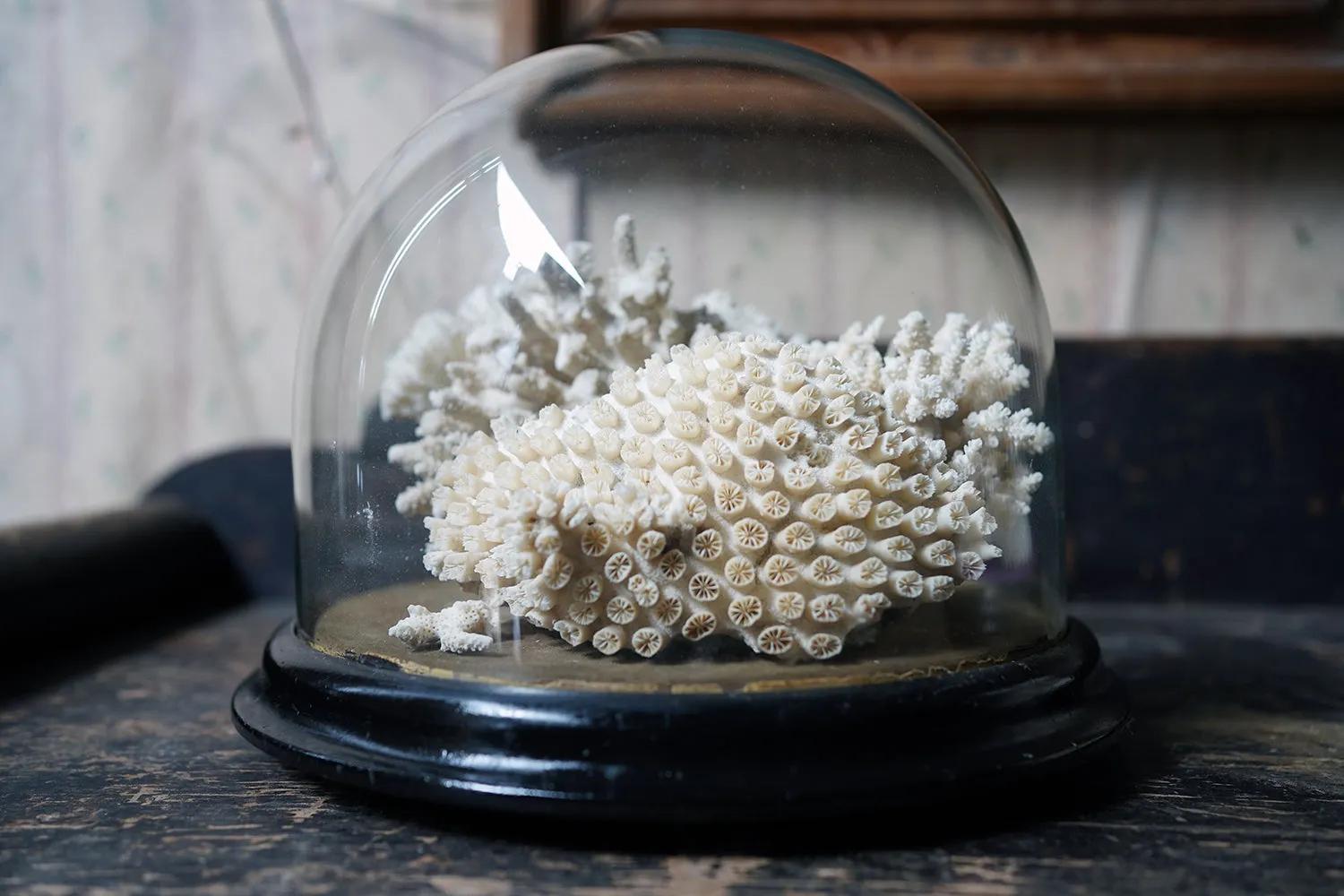 A Good Pair of Dome Cased Preserved Acropora Coral Specimens c.1870
