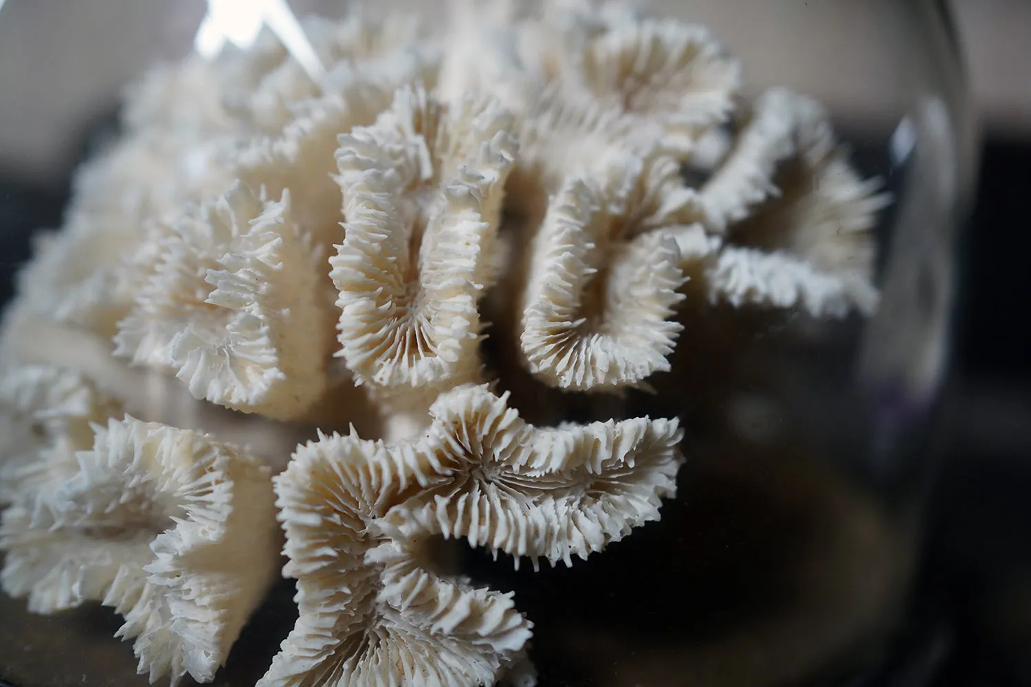 A Good Pair of Dome Cased Preserved Acropora Coral Specimens c.1870