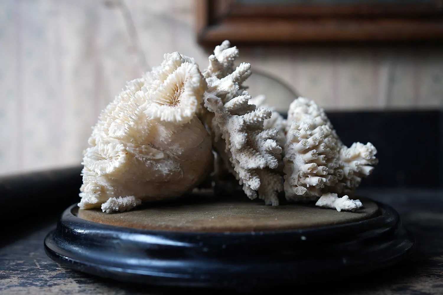 A Good Pair of Dome Cased Preserved Acropora Coral Specimens c.1870