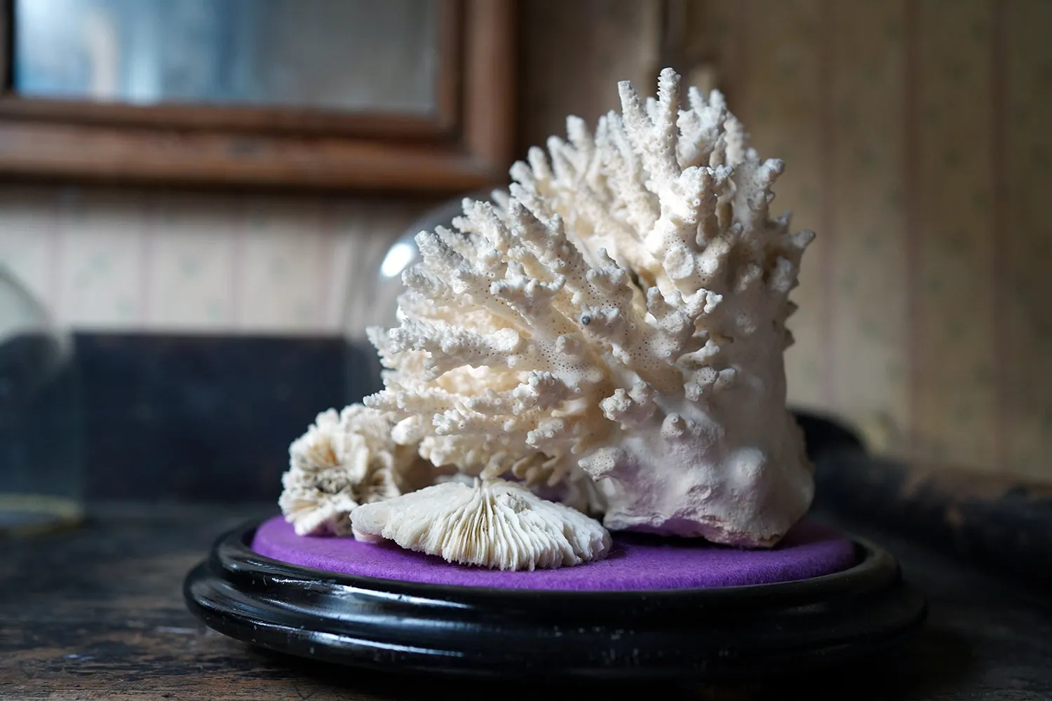 A Good Pair of Dome Cased Preserved Acropora Coral Specimens c.1870