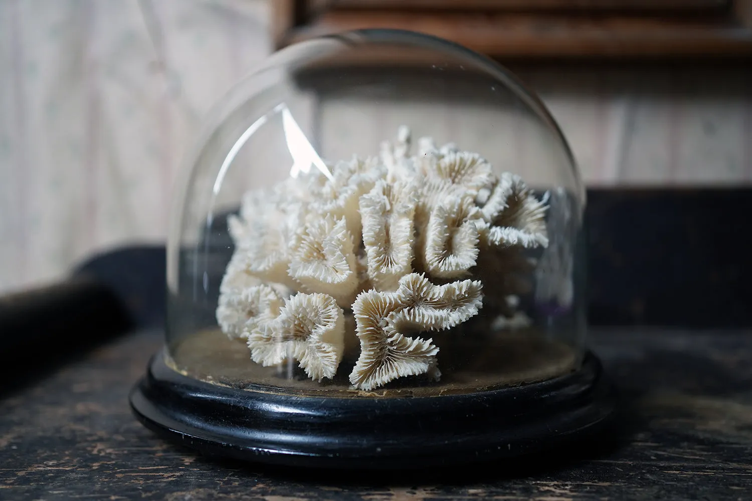 A Good Pair of Dome Cased Preserved Acropora Coral Specimens c.1870