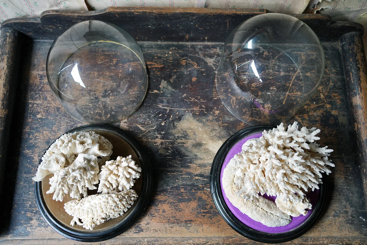 A Good Pair of Dome Cased Preserved Acropora Coral Specimens c.1870