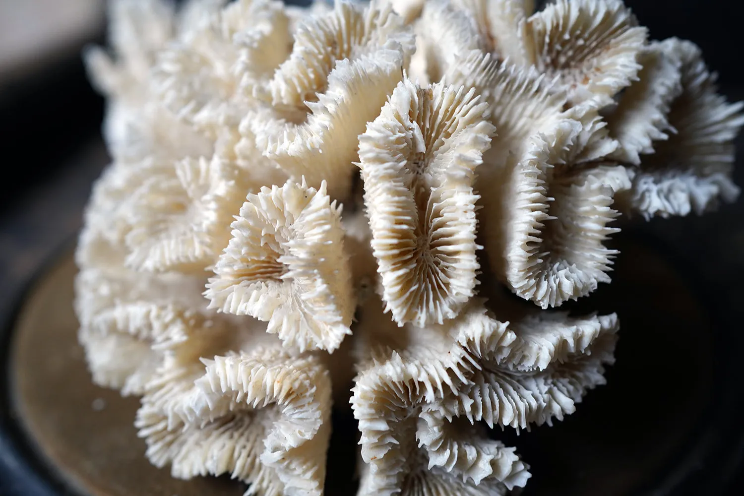 A Good Pair of Dome Cased Preserved Acropora Coral Specimens c.1870