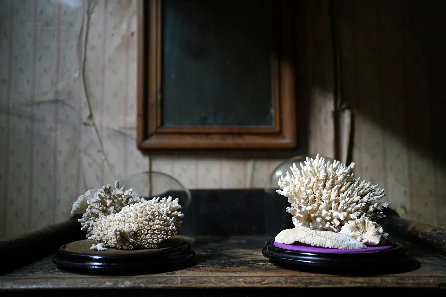 A Good Pair of Dome Cased Preserved Acropora Coral Specimens c.1870