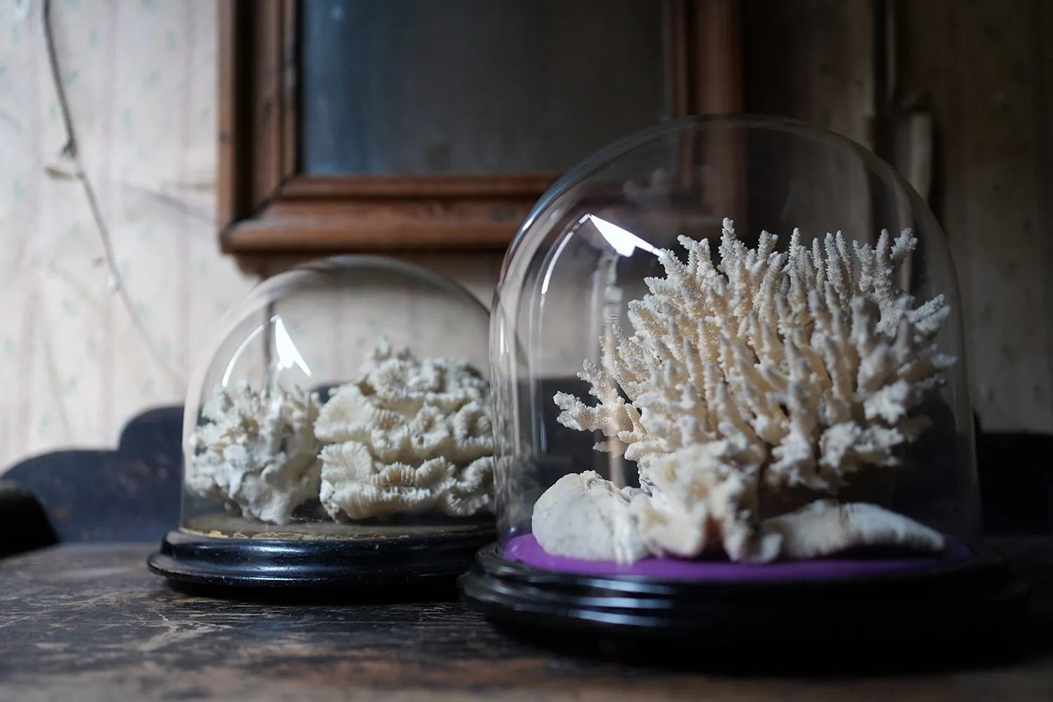 A Good Pair of Dome Cased Preserved Acropora Coral Specimens c.1870