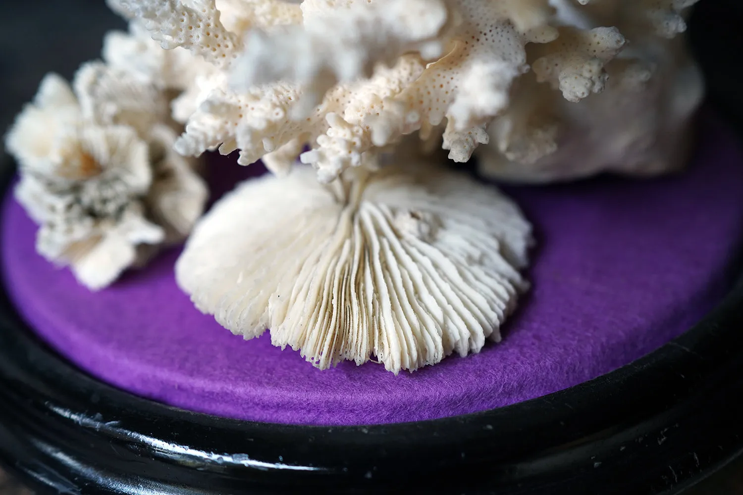A Good Pair of Dome Cased Preserved Acropora Coral Specimens c.1870