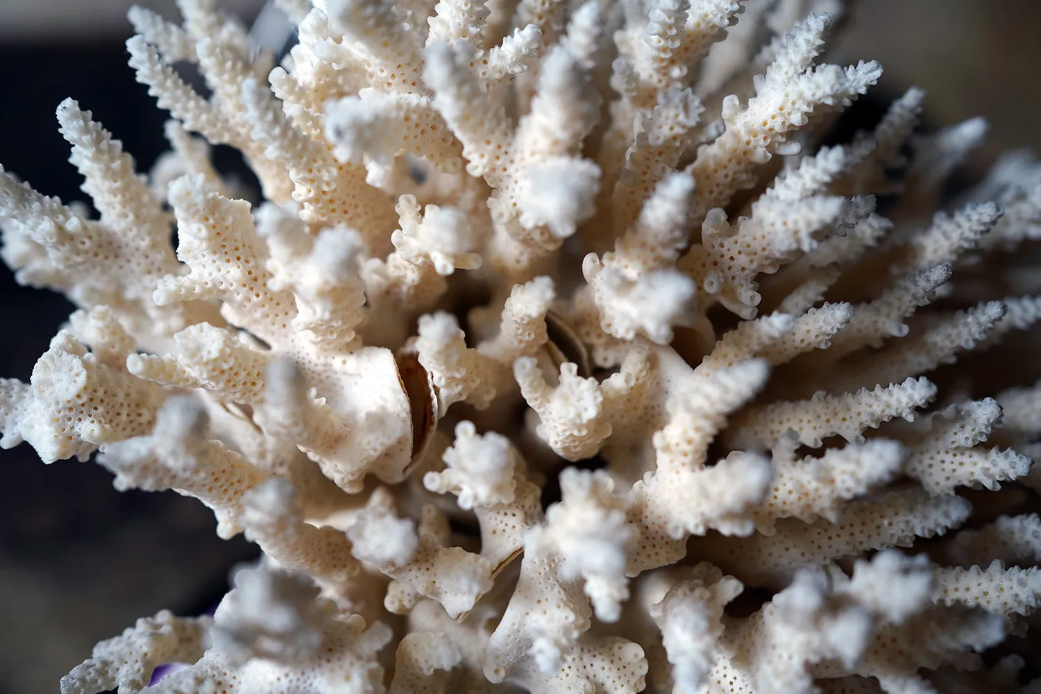 A Good Pair of Dome Cased Preserved Acropora Coral Specimens c.1870