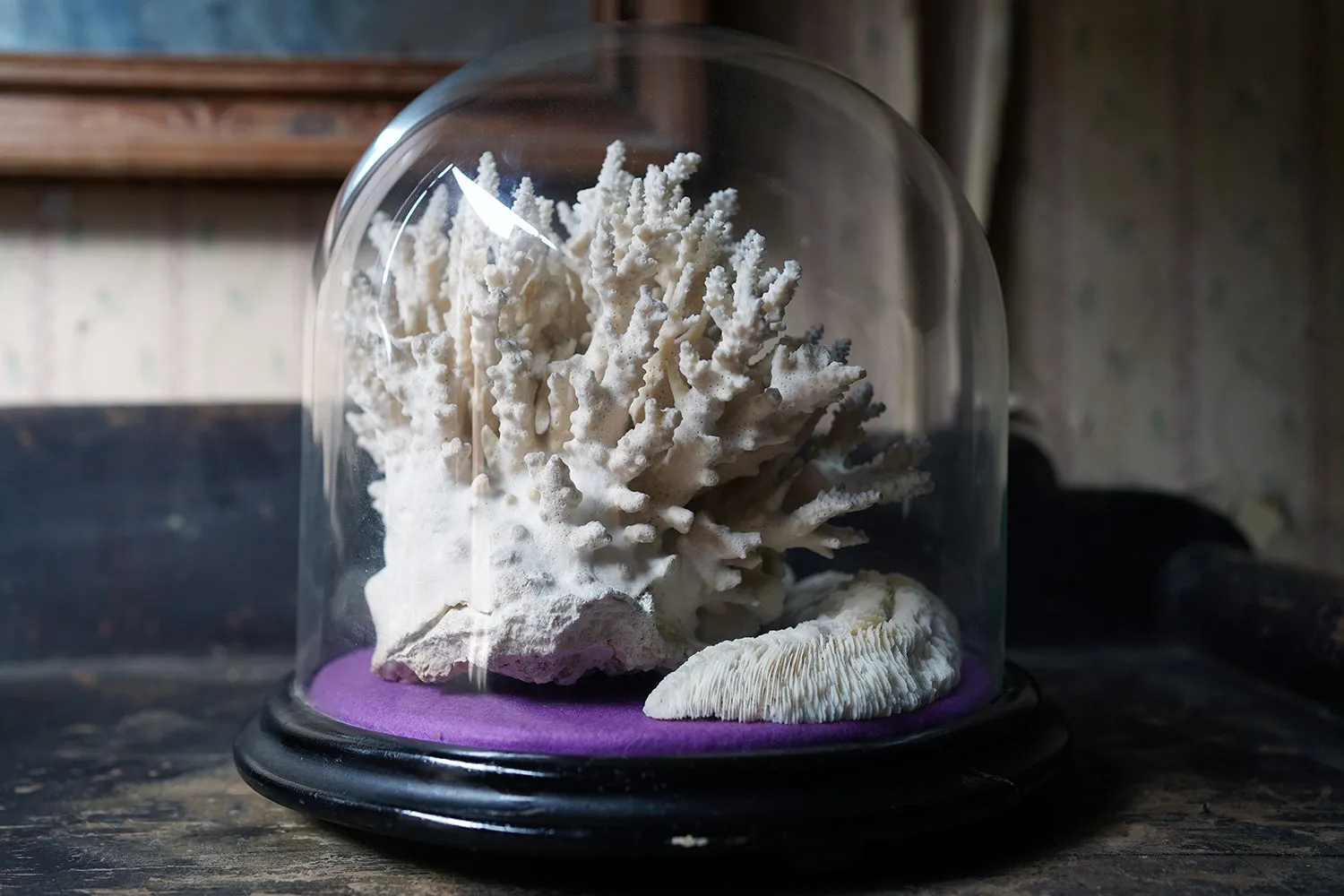 A Good Pair of Dome Cased Preserved Acropora Coral Specimens c.1870