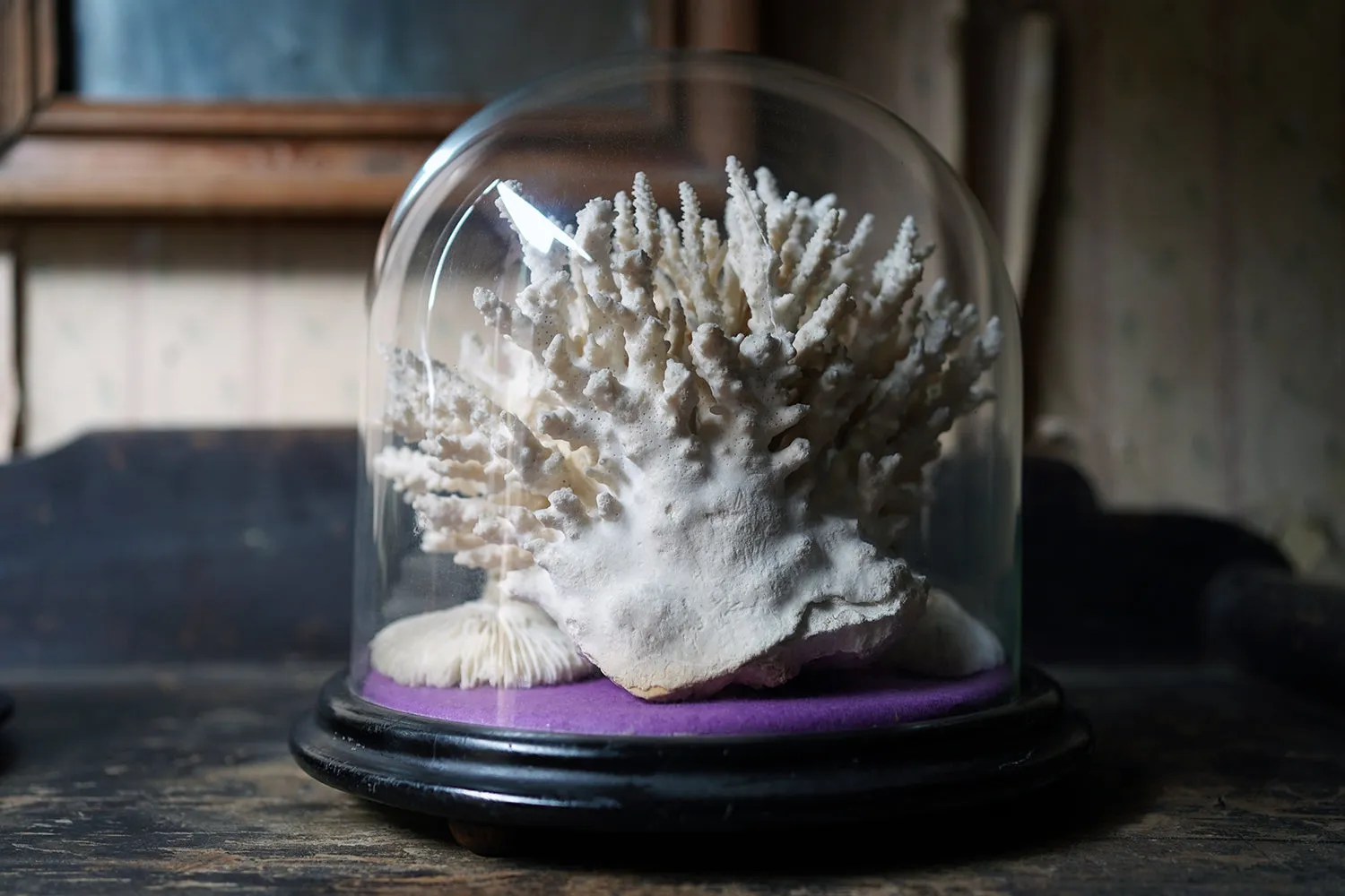 A Good Pair of Dome Cased Preserved Acropora Coral Specimens c.1870