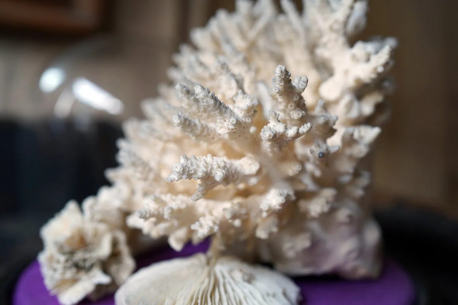 A Good Pair of Dome Cased Preserved Acropora Coral Specimens c.1870