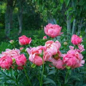 Coral Charm Peony
