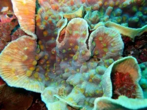 Eyed Cup Coral (Mycedium spp)