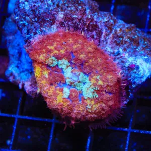 Glowing Embers Persian Rug Mushroom Coral