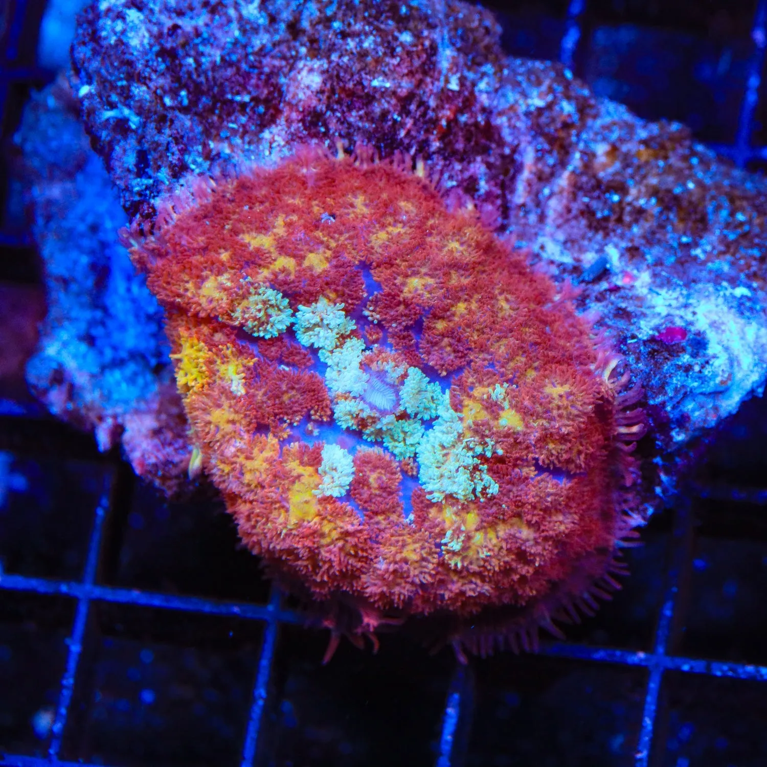 Glowing Embers Persian Rug Mushroom Coral