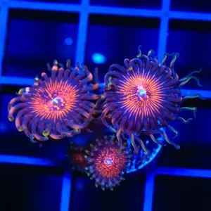 God of War Zoanthids Coral