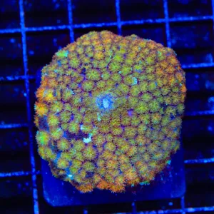 Golden Stars Persian Rug XL Mushroom Coral