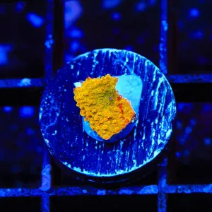 Jawbreaker Mushroom Coral - Small