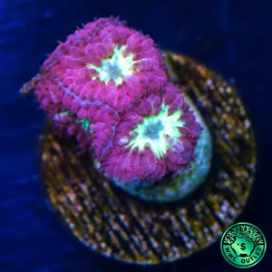 Merletti Blastomussa Coral