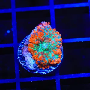 TSA Fire Power Mushroom Coral