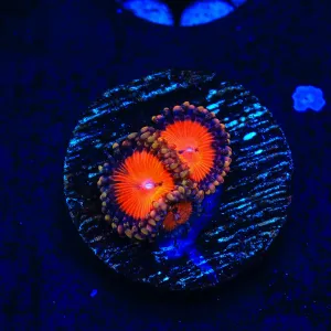 WWC Bloodsucker Zoanthids Coral