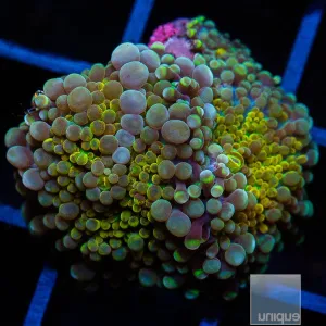 Yellow Green Yuma - Stock Frag